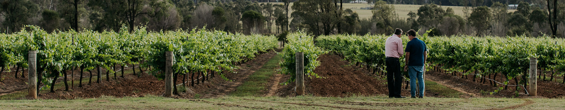 McGuigan Winemaker in the vineyard