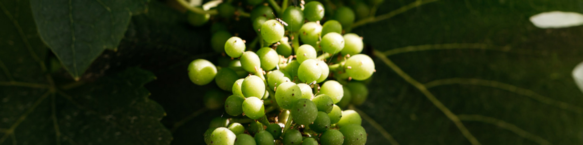 Bunch of white wine grapes on a vine outdoors